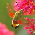 Hemaris fucifo&hellip;