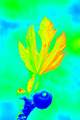 Smokva, Ficus &hellip;