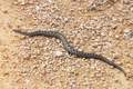 Poskok, Vipera&hellip;