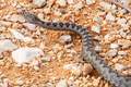 Poskok, Vipera&hellip;