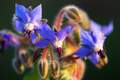 Boreč, Borago &hellip;