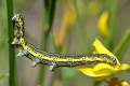 Apopestes spec&hellip;