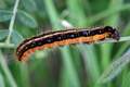 Malacosoma fra&hellip;
