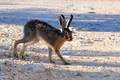 Zec, Lepus eur&hellip;