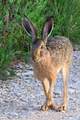 Zec, Lepus eur&hellip;