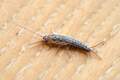 Srebrna ribica&hellip;