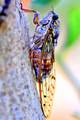 Cvrčak, Cicada&hellip;
