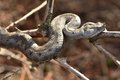 Poskok, Vipera&hellip;