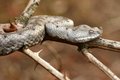 Poskok, Vipera&hellip;