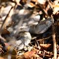 Poskok, Vipera&hellip;