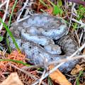 Poskok, Vipera&hellip;