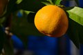 Mandarina, Cit&hellip;