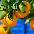 Mandarina, Cit&hellip;
