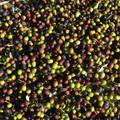 Maslina, Olea &hellip;