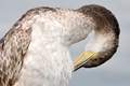 Morski vranac,&hellip;