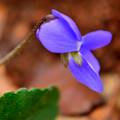 Ljubica, Viola&hellip;
