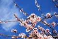 Badem, Prunus &hellip;
