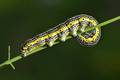 Apopestes spec&hellip;