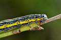 Apopestes spec&hellip;
