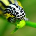 Apopestes spec&hellip;