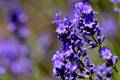 Lavanda, Lavan&hellip;