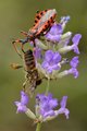 Stjenica uboji&hellip;
