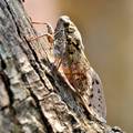 Cvrčak, Cicada&hellip;