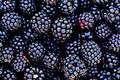 Kupina, Rubus &hellip;