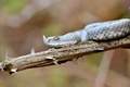 Poskok, Vipera&hellip;