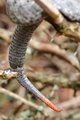 Poskok, Vipera&hellip;