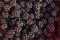 Rubus fruticos&hellip;