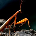 Mantis religio&hellip;