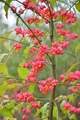 Kurika, Euonym&hellip;