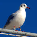 Larus ridibund&hellip;