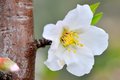 Badem, Prunus &hellip;