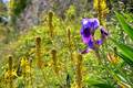 Asphodeline lu&hellip;