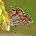 Pelargonijin p&hellip;
