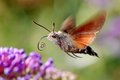 Golupka, Macro&hellip;