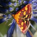 Pyrausta purpu&hellip;