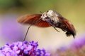 Golupka, Macro&hellip;
