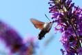 Golupka, Macro&hellip;