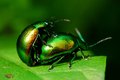 Chrysomela var&hellip;
