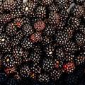 Kupina, Rubus &hellip;