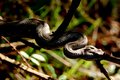 Vipera ammodyt&hellip;
