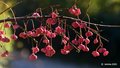 Kurika, Euonym&hellip;