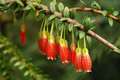 Agapetes serpe&hellip;