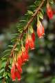 Agapetes serpe&hellip;