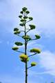 Agava, Agave a&hellip;