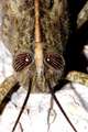 Anacridium aeg&hellip;