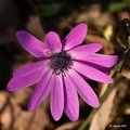 Šumarica, Anem&hellip;